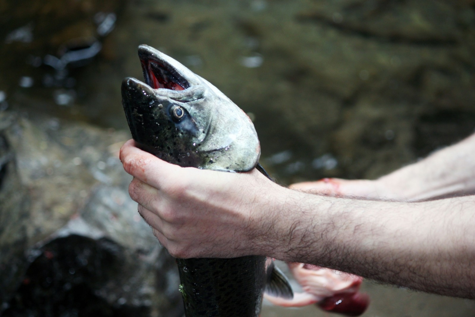 Angler holding a large salmon in his hands